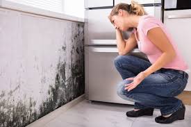 Best Mold Remediation for Vacation Homes  in USA